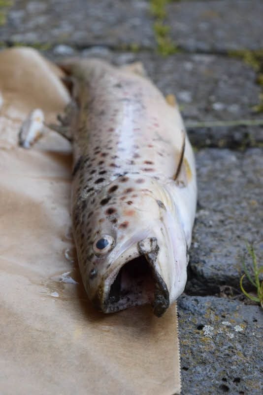 In der verseuchten Rohne sind flächendeckend die Fische verendet.