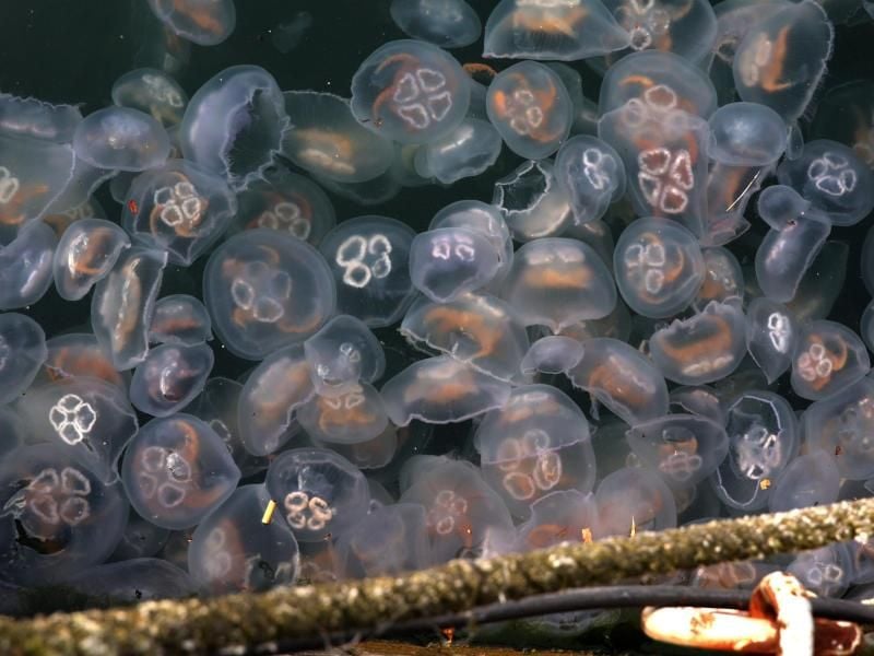 Massen von Ohrenquallen (Aurelia aurita) schwimmen in der Ostsee. Foto: Bernd Wüstneck/dpa-Zentralbild/dpa/Symbolbild