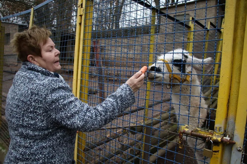 Marlies Stock füttert die Lamas mit einer extra Portion Möhren.