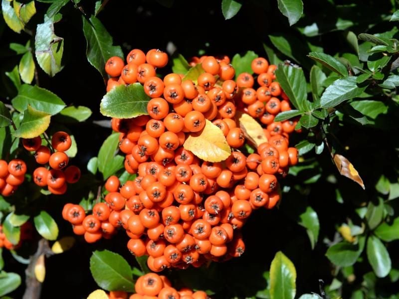 Der Feuerdorn (Pyracantha) trägt auffällige Beerenfrüchte. Die Pflanzen sollten im Frühjahr gestutzt werden. Foto: Jens Kalaene