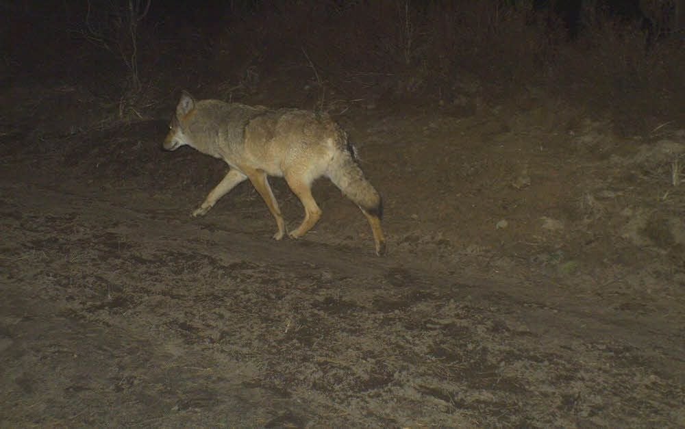 Im März 2015, als dieses Foto gemacht wurde, da waren die Wölfe noch nicht als Rudel in der Oranienbaumer Heide unterwegs.