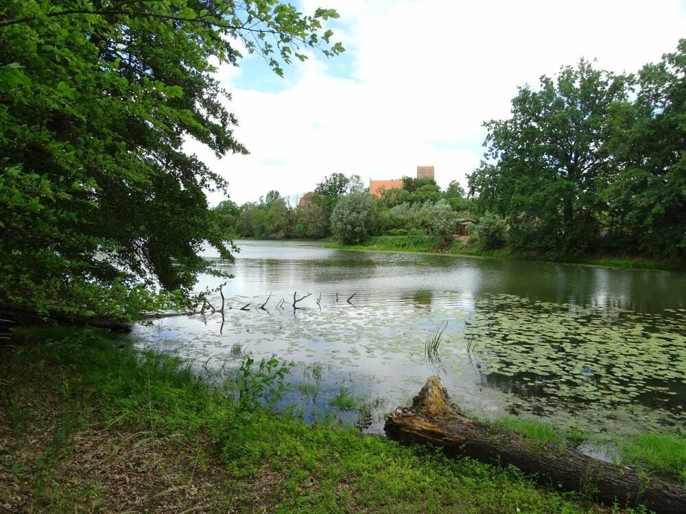 Der Klödener Riss ist Naturschutzgebiet. Aber die Natur dort ist durch die zunehmende Verlandung gefährdet.