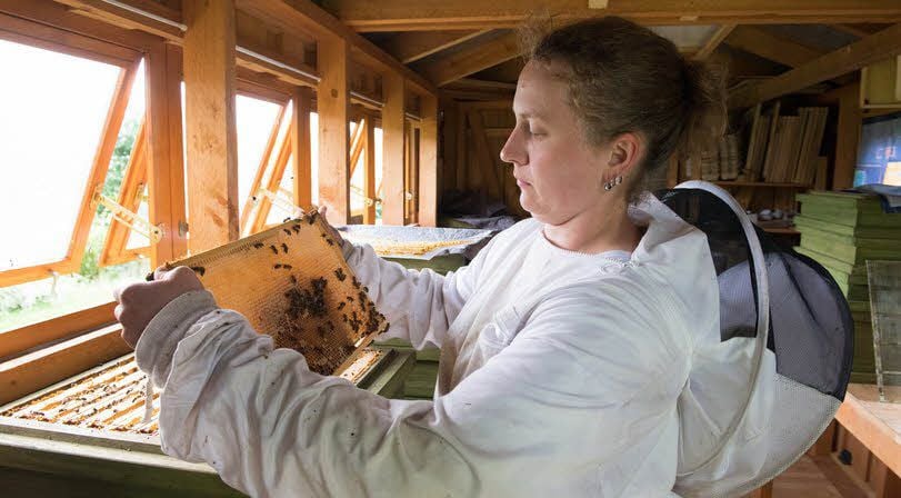 Imkerin Theresa Reichenbächer betrachtet Tiere eines Bienenvolkes. Die Imkerin aus Leislau hatte die Info-Veranstaltung zur Bienensauna initiiert.