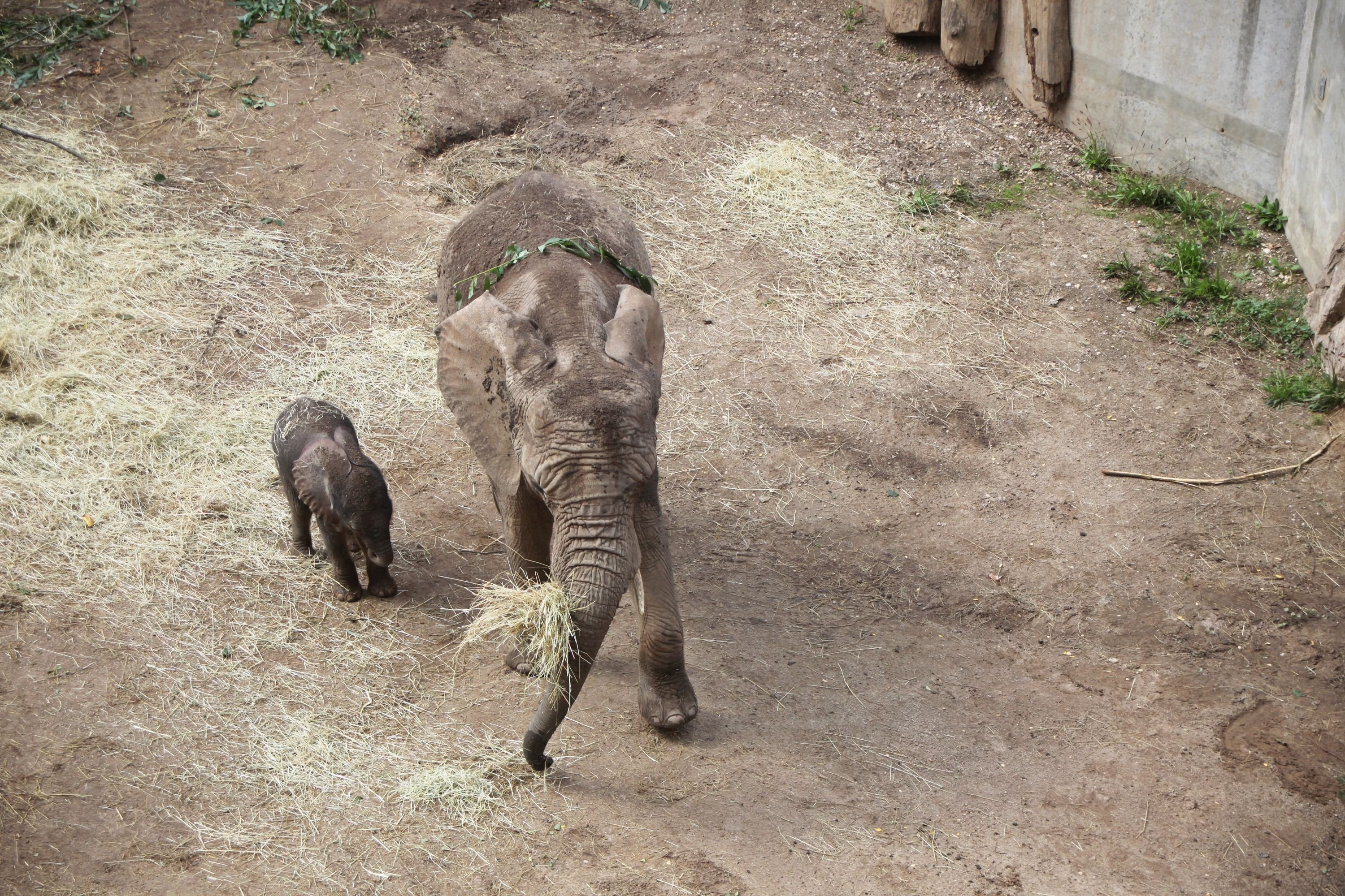 Erste Schritte im Außengehege. Vorsichtig erkundet der Elefantennachwuchs sein Gelände im Zoo.