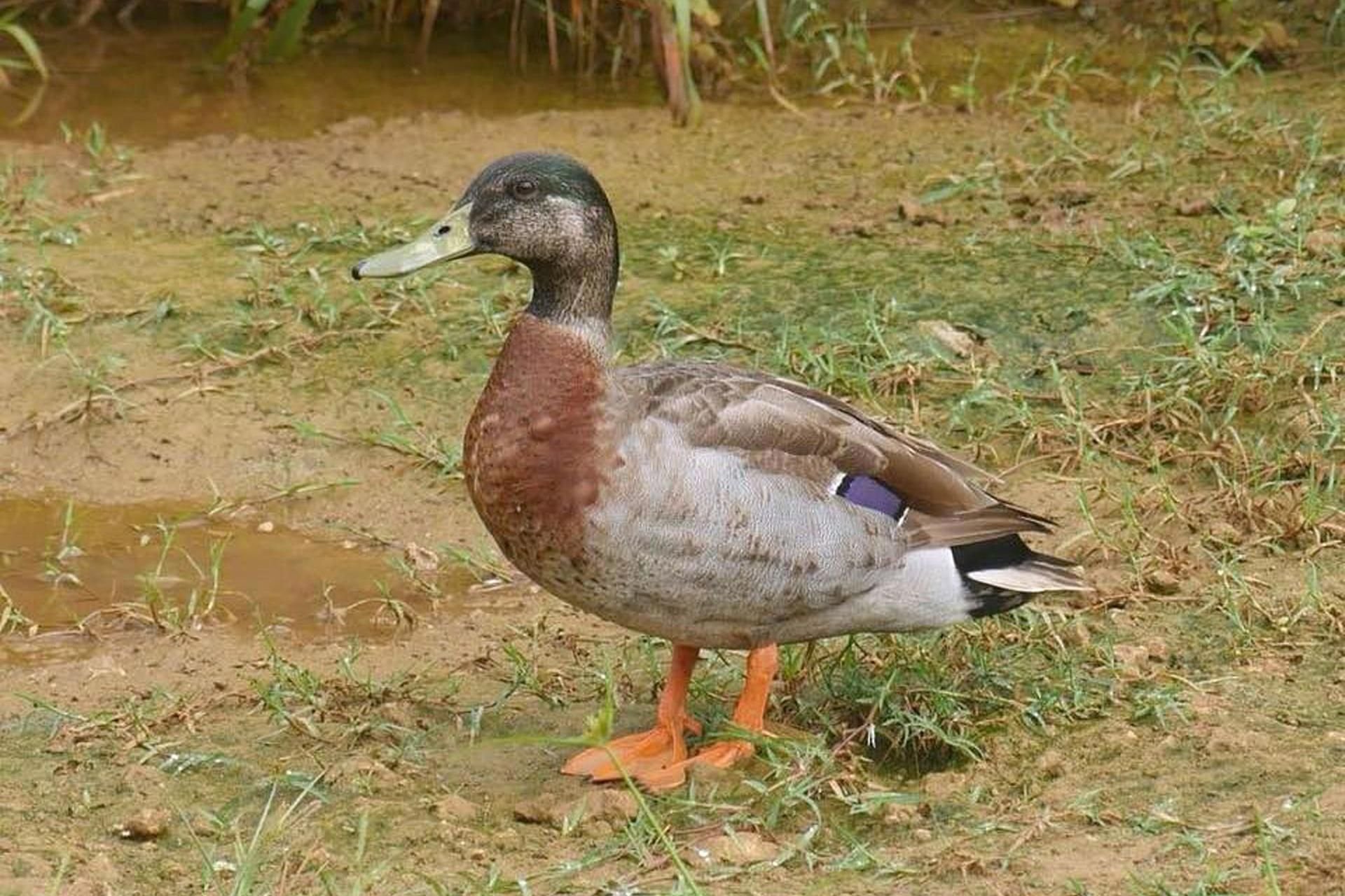 Die männliche Stockente namens Trevor lebte auf der kleinen Pazifikinsel Niue.