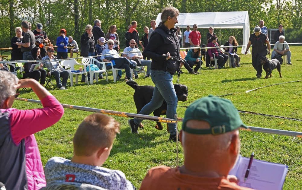 Schaulaufen vor Publikum und Wertungsrichterin bei der 6. Salzlandschau des Allgemeinen Deutschen Rottweiler-Klubs Aschersleben
