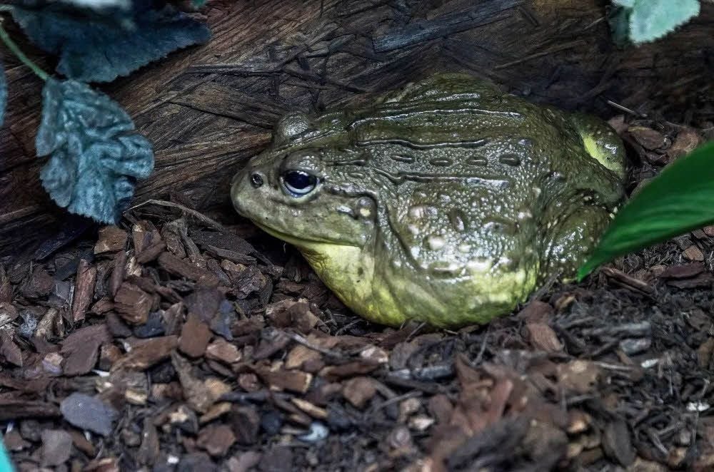 Auch einen amerikanischen Ochsenfrosch gab es zu sehen.