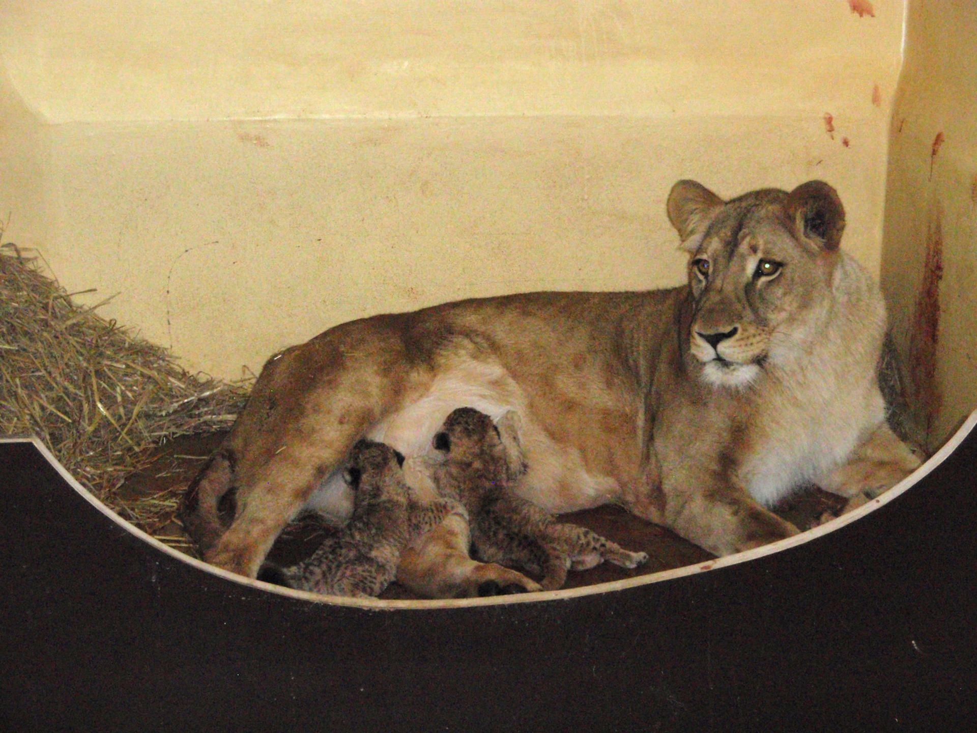 Löwenmutter „Bastet" mit ihren zwei neugeborenen Löwenbabys im Zoo Erfurt.