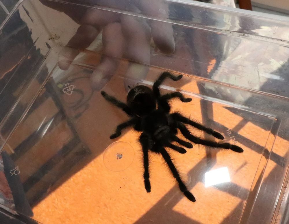 Manche Haustiere haben acht Beine, wie diese Vogelspinne.
