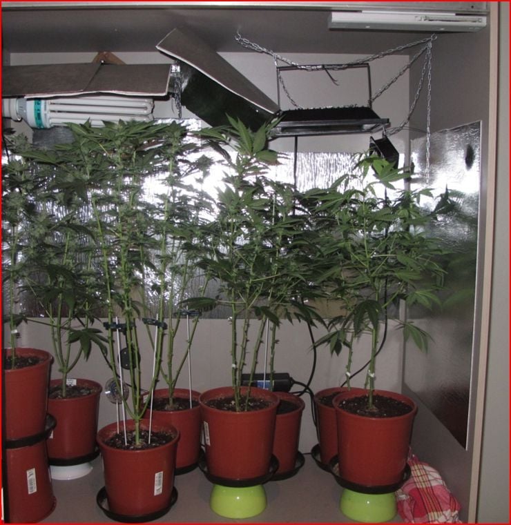 Die Polizei hat in einer Wohnung in Dresden mehrere Cannabispflanzen in einem Kleiderschrank entdeckt.