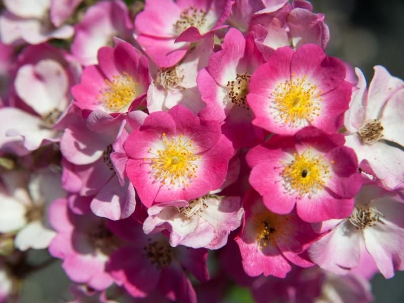 Sie kann es: Die Strauchrose „Mozart” bildet im Herbst aus ihren Blüten Hagebutten. Foto: Andrea Warnecke