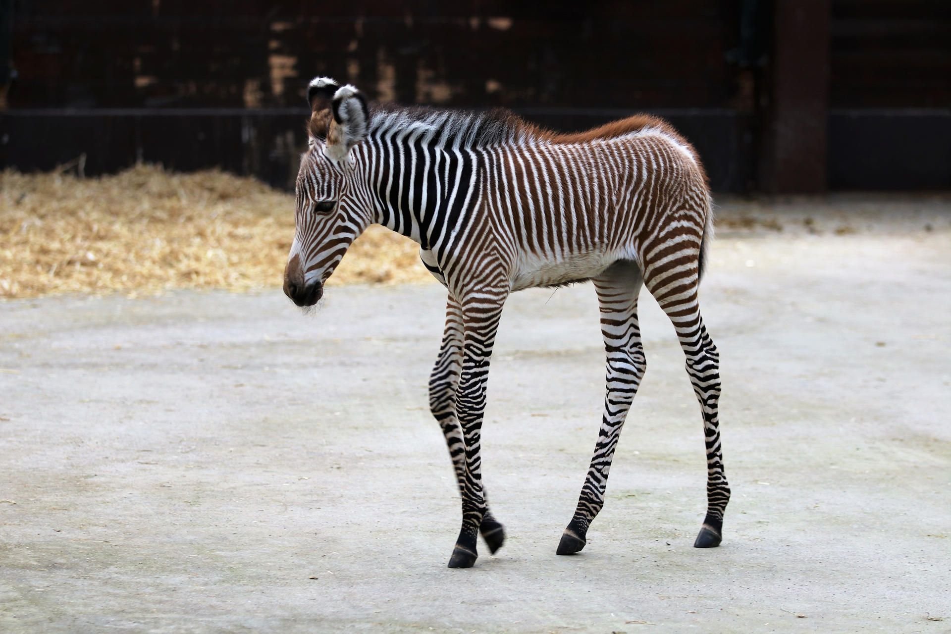 Das Zebrafohlen Klara ist im Zoo in Leipzig zu sehen.