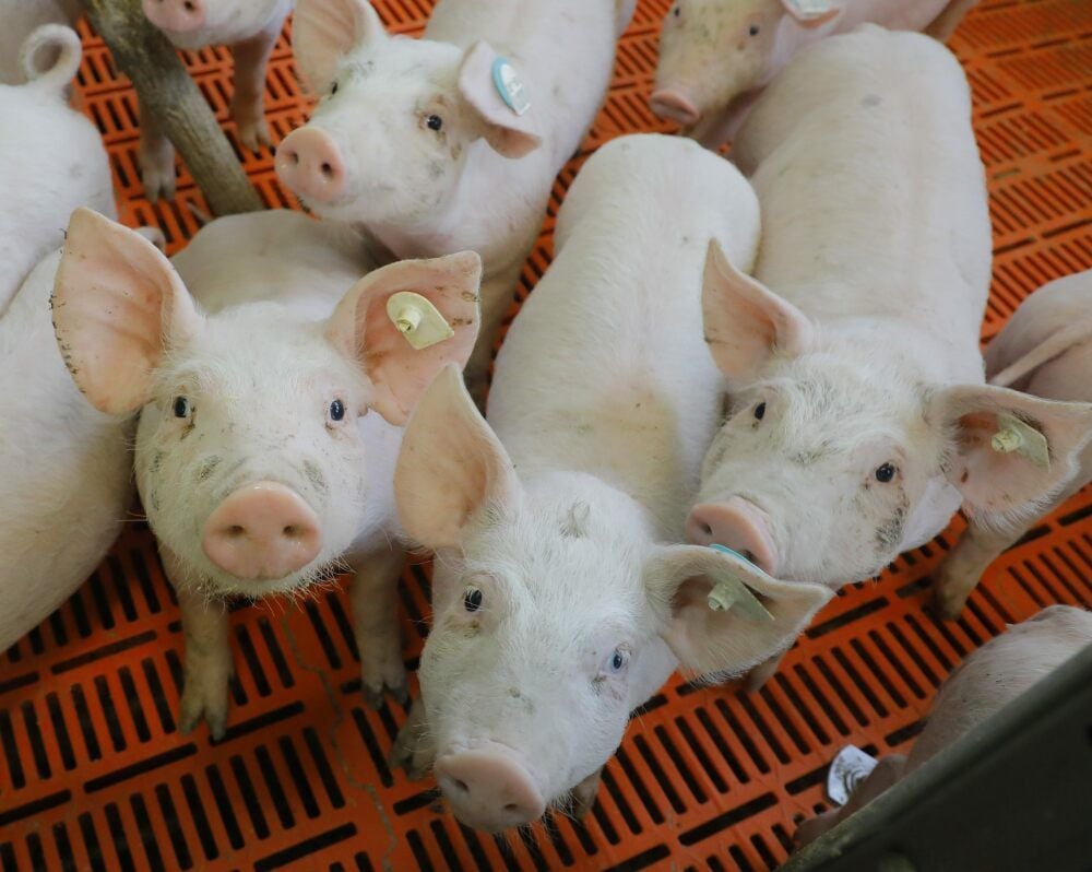 In der Janisrodaer Sauenzucht-Anlage sind Ferkel geboren worden. Coronabedingt ist der Absatz der Tiere jedoch eingebrochen, fehlen die Erlöse.