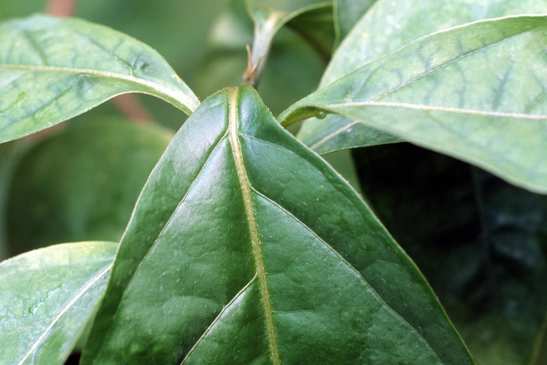 Halluzinogene Wirkung: Die Blätter der Liane, aus der Ayahuasca gewonnen wird.