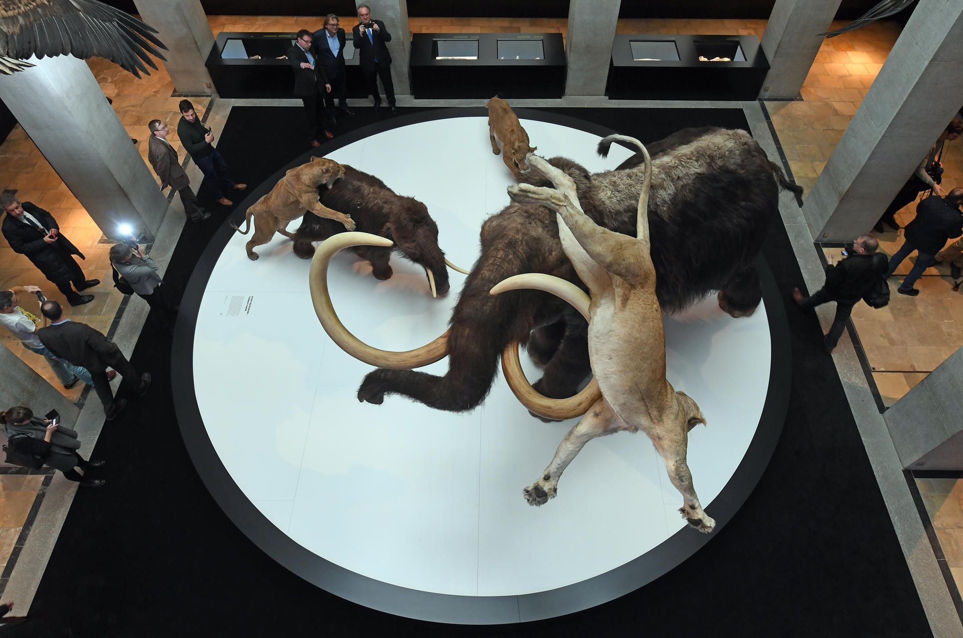 Eine eindrucksvolle Szene mit drei Höhlenlöwen, die ein Mammut und ihr Junges jagen