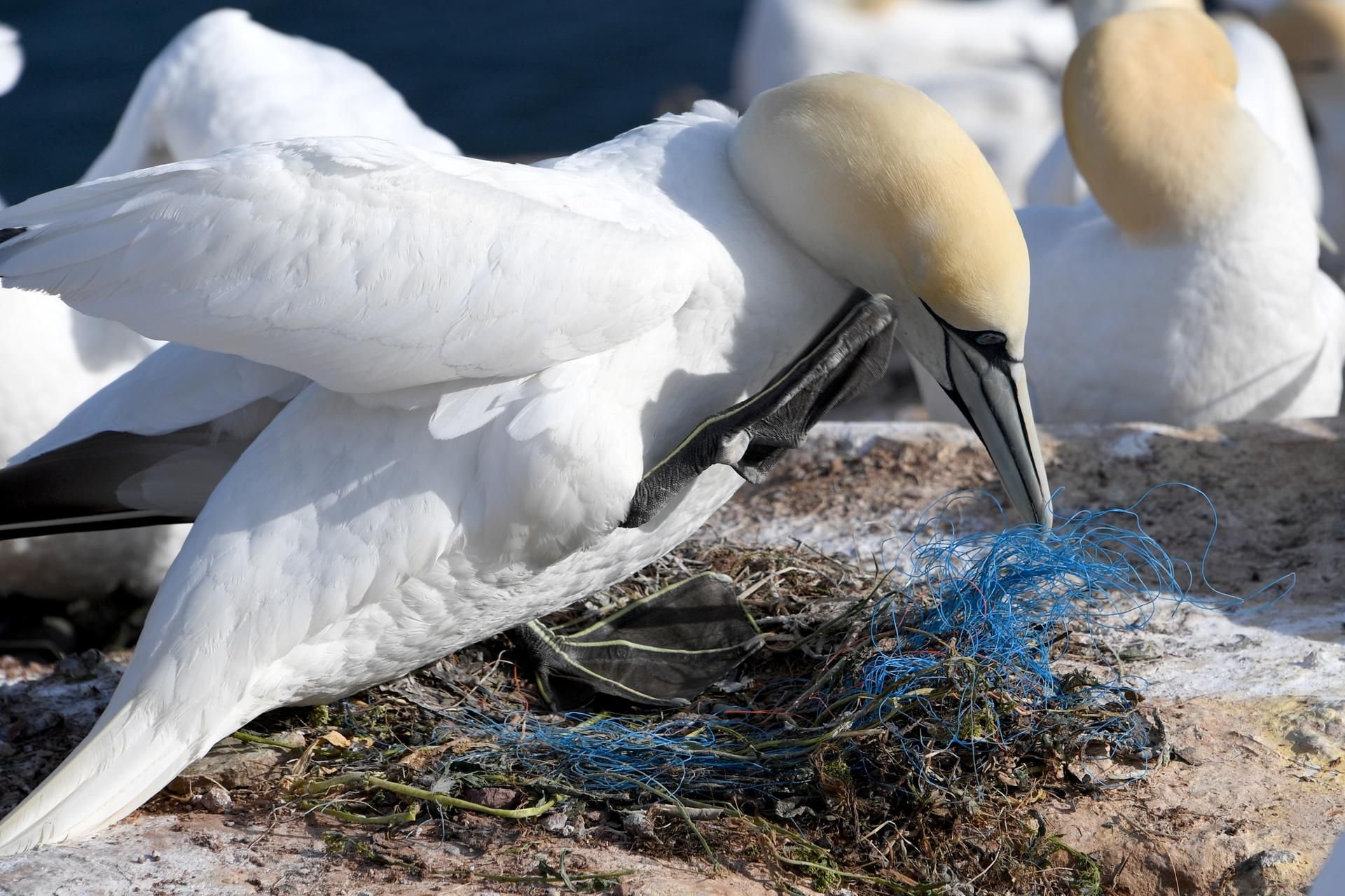 Ein Basstölpel sitzt auf einem Nest mit Plastikresten, in fast allen Basstölpelnestern auf Helgoland sind Plastikteile verbaut.