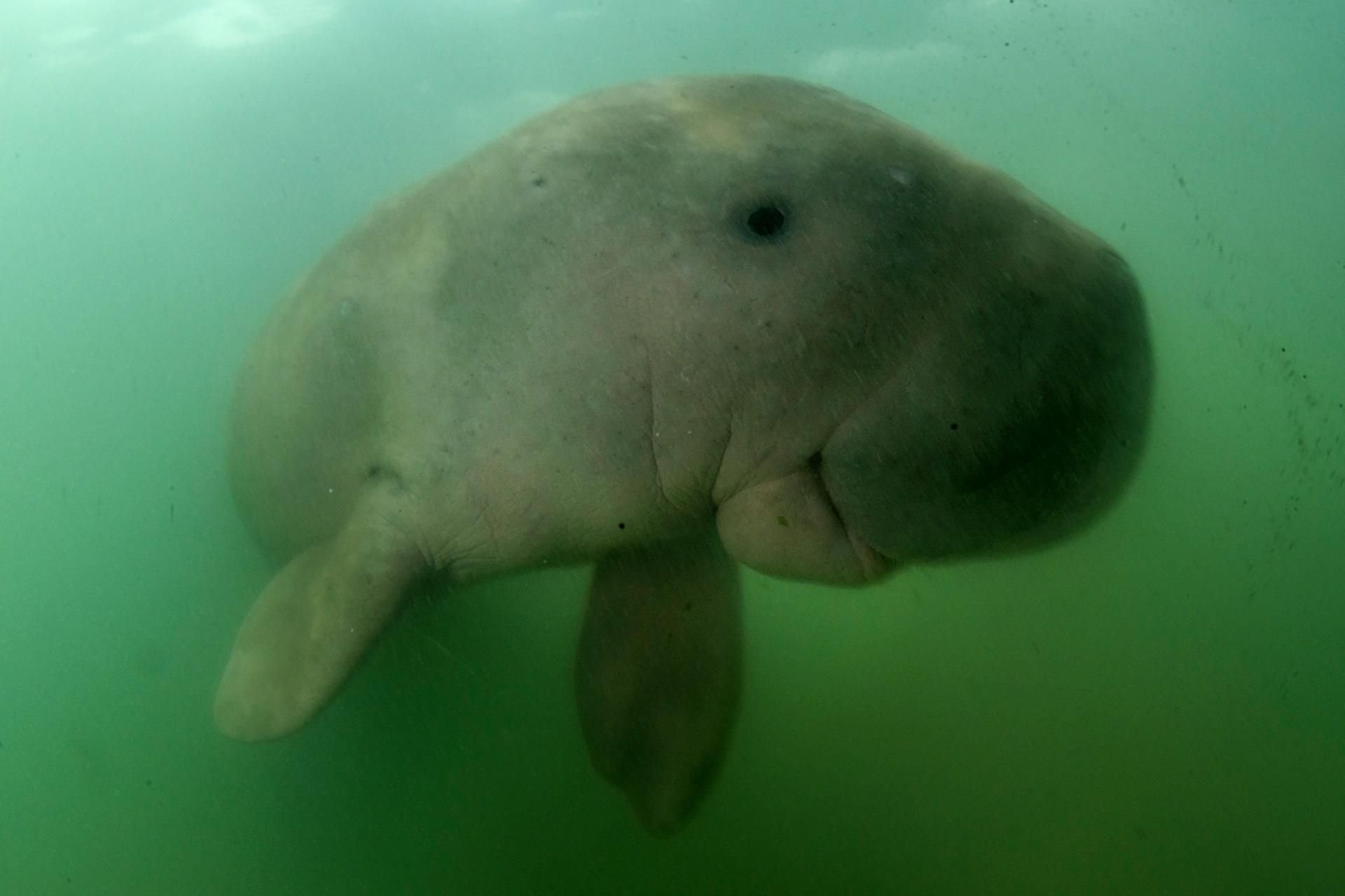 Dieses Bild zeigt die Baby-Seekuh Mariam, wie sie in den Gewässern um die Insel Libong herumschwimmt.