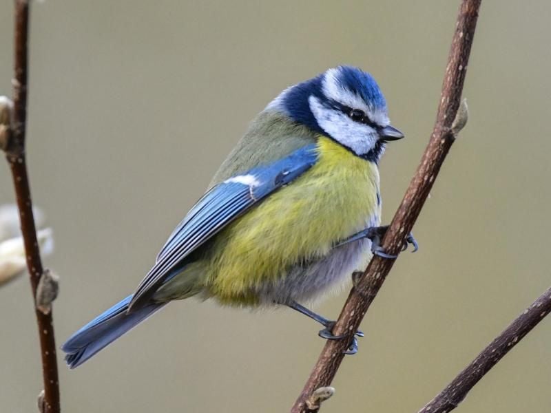 Wie man eine Blaumeise von anderen Wintervögeln unterscheidet, erklärt ein Video des Naturschutzbund Deutschland. Foto: Patrick Pleul/dpa-Zentralbild