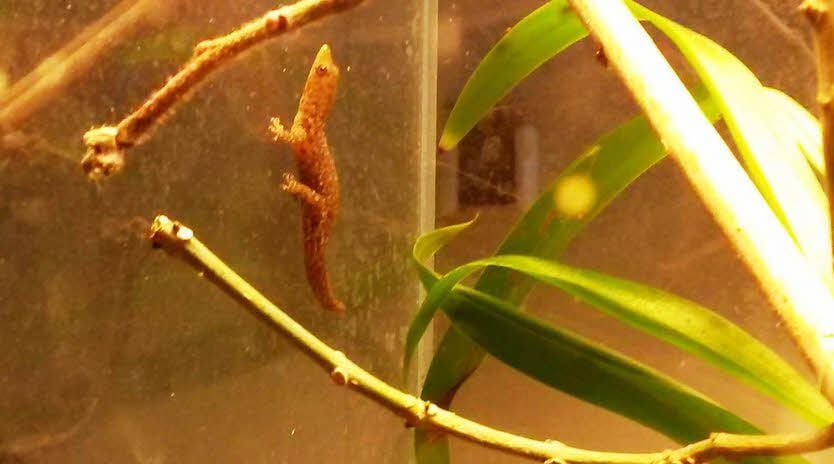 Der Gecko.