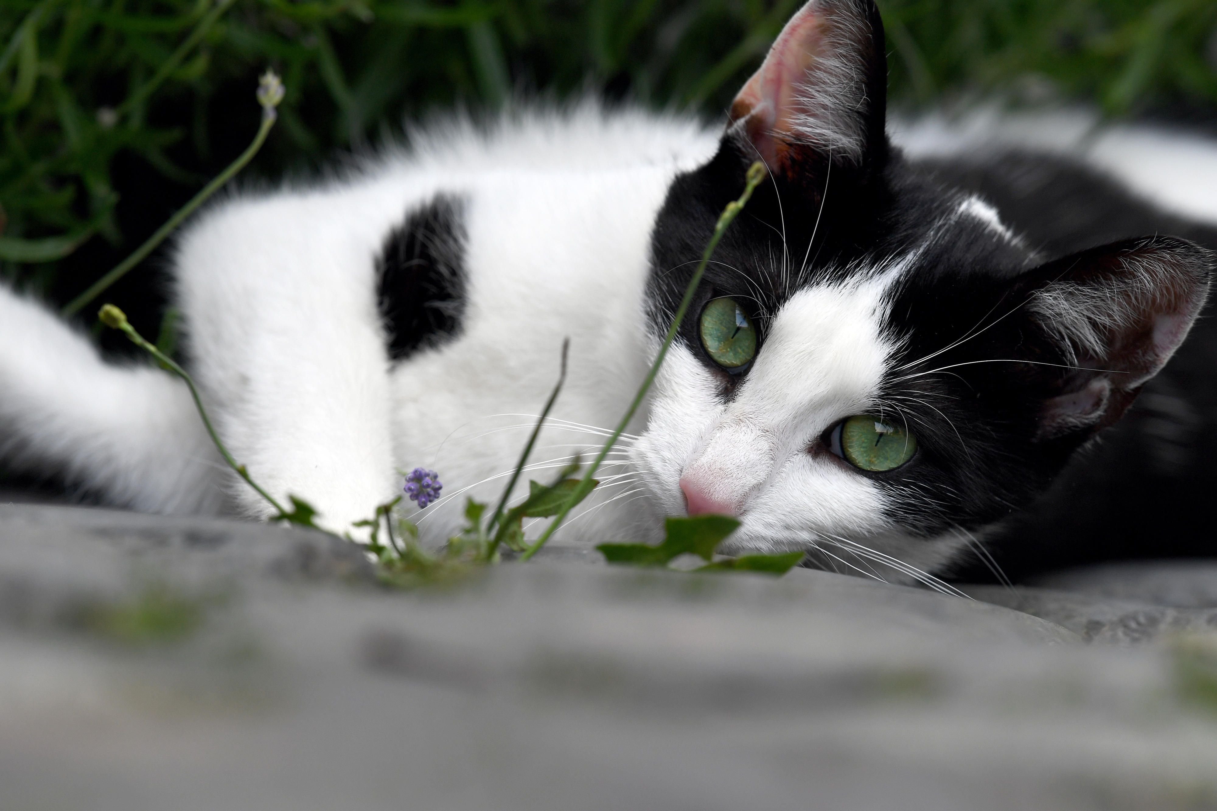 Der 8. August 2016 steht ganz im Zeichen der Katze.