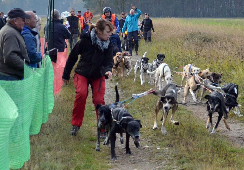 Kurz vor dem Start sind die Schlittenhunde kaum noch zu bändigen. Die Rennen in Leipa steigen am 26. und 27. Oktober.