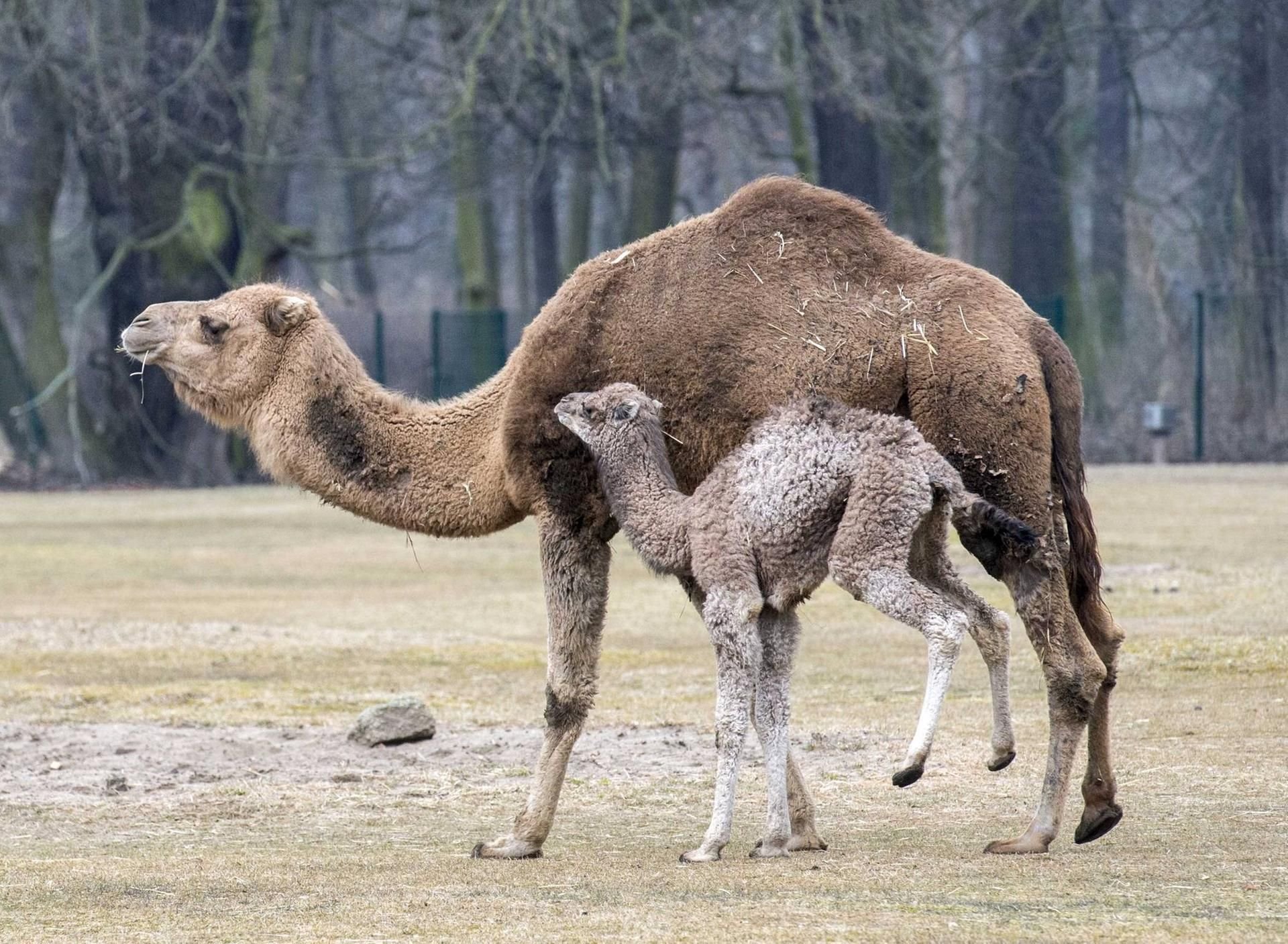 Die Dromedare im Berliner Tierpark haben im vergangenen Jahr Nachwuchs bekommen.