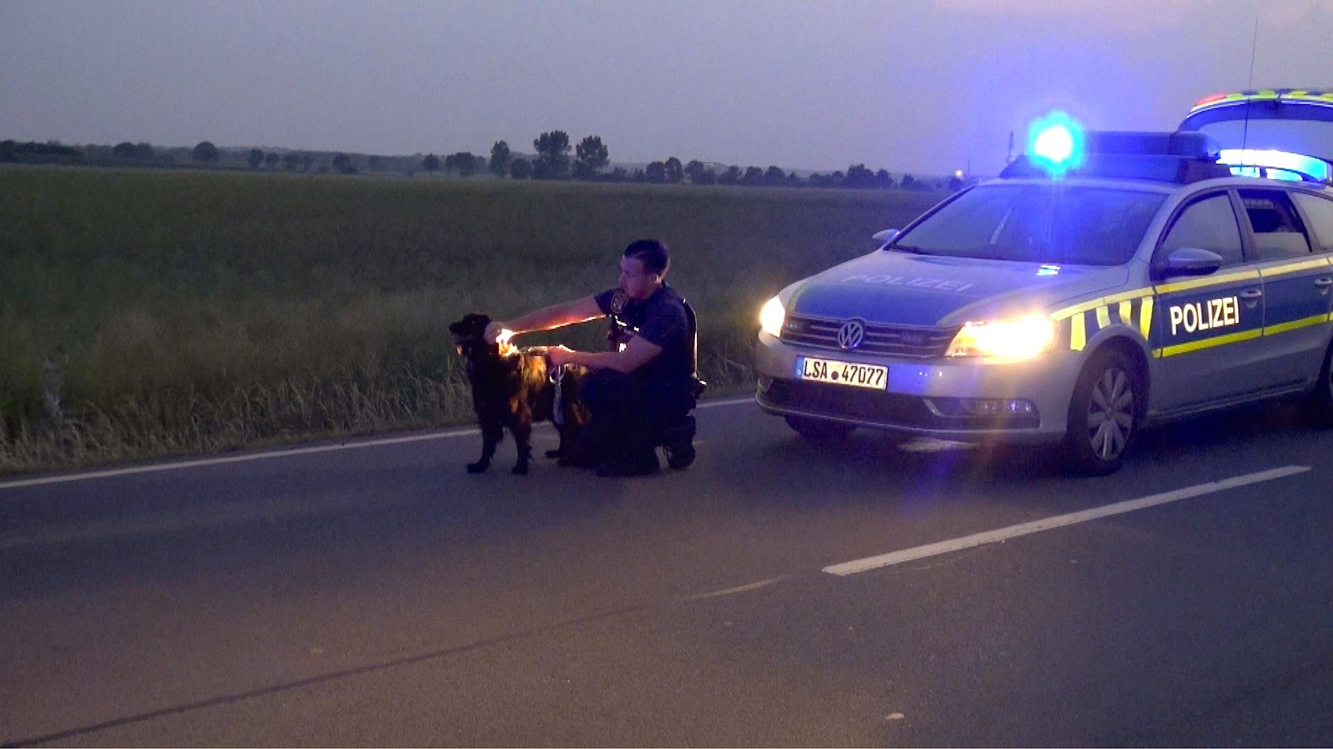 Nach dem Unfall hat sich die Polizei um die Hündin gekümmert.