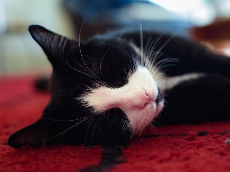 Viele Katzenhalter gönnen ihrem Tier regelmäßige Streicheleinheiten. Doch darauf angewiesen sind Katzen nicht. Foto: Gregor Fischer