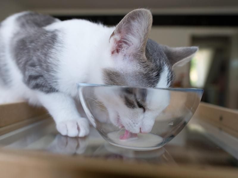 Starker Durst kann bei Katzen auf Krankheiten hinweisen. Foto: Jochen Lübke/dpa