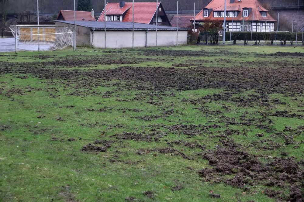Der Stolberger Sportplatz sieht nach der Verwüstung durch die Wildschweine aus, als wäre er umgepflügt worden.