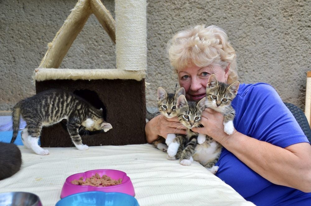 Tierschützerin Barbara Kopisch mit den grau-getigerten Jungkatzen