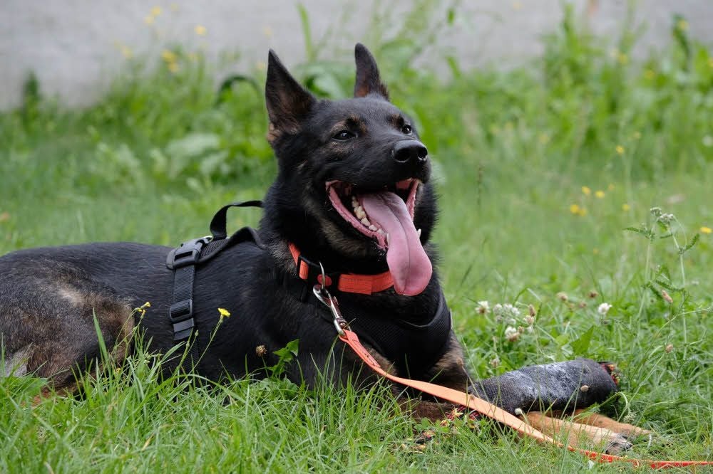 Privat ist Aras umgänglich, sagt Hundeführerin Anne Gramkow.