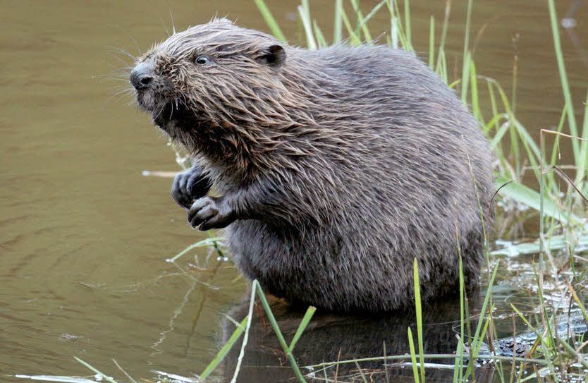 Dem Baumeister Biber geht es gut in Sachsen-Anhalt. Die streng geschützten Tiere gestalten die Landschaft allerdings so stark um, dass Konflikte mit dem Menschen entstehen.