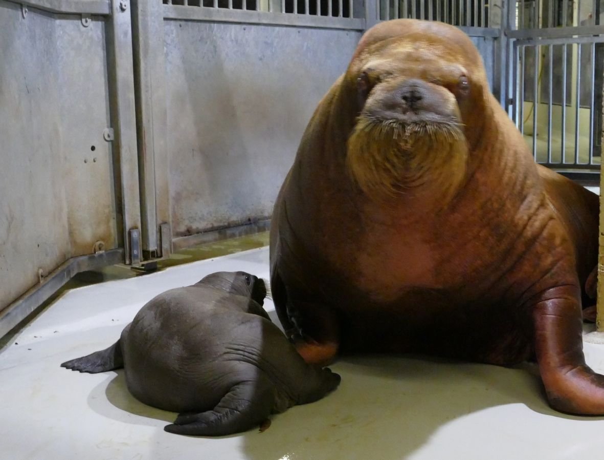 Ein Walross-Baby liegt im Eismeer im Tierpark Hagenbeck.