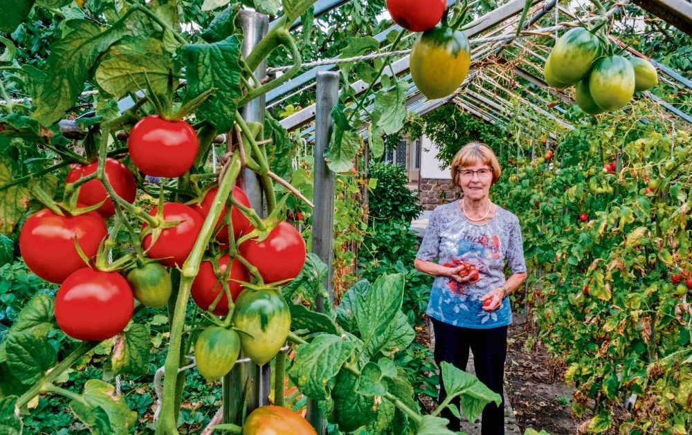 Anneliese Müller erntet frisches Gemüse in ihrem Garten. Sie bereitet täglich gesundes Essen zu, was für Osteoporose-Patienten sehr wichtig ist.