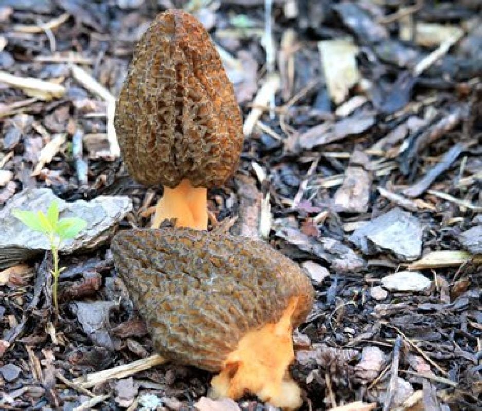 Sieht nicht toll aus, ist aber essbar: die Spitzmorchel