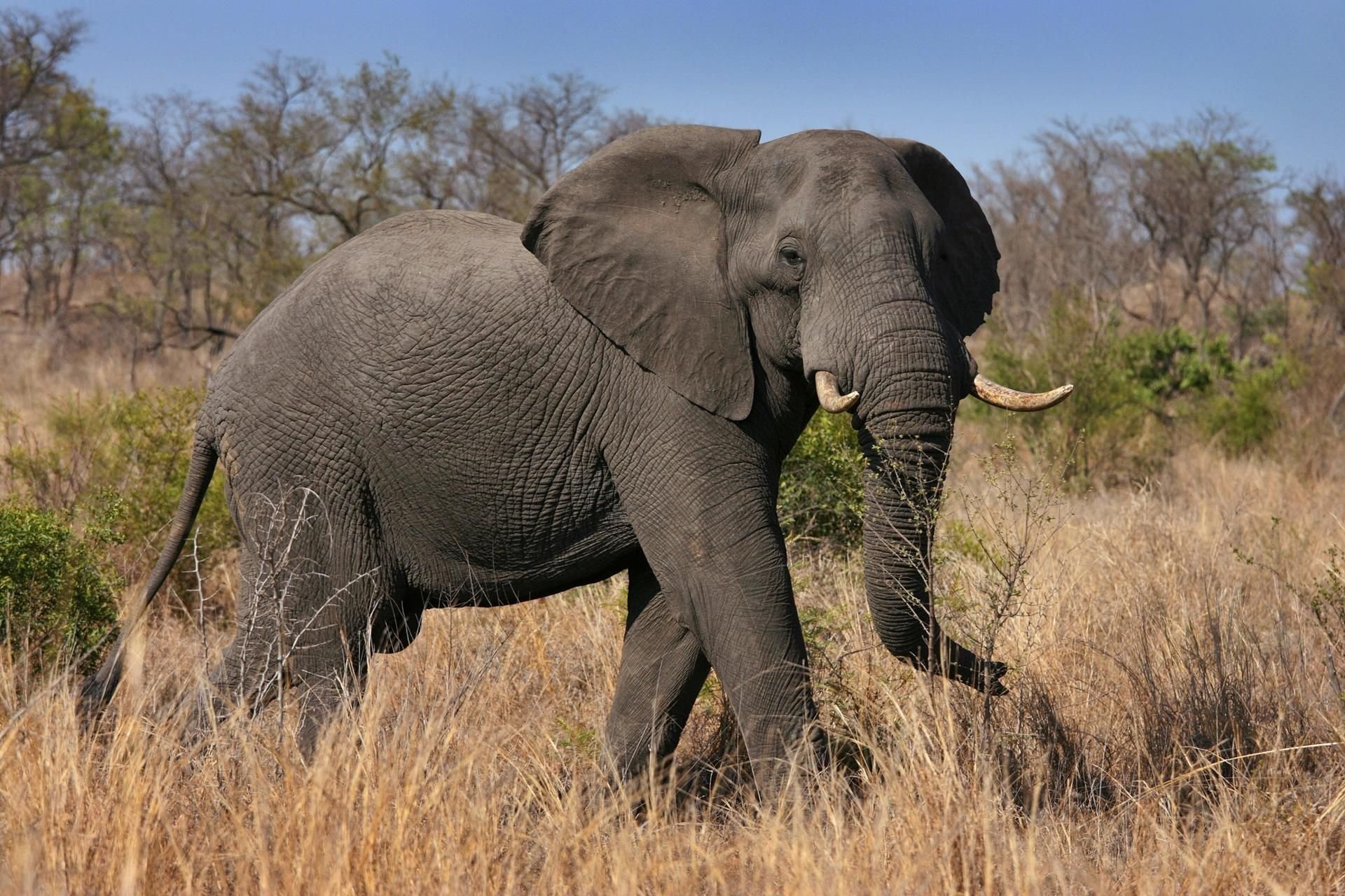 Ein Elefant hat im Krüger-Nationalpark einen Wilderer tot getrampelt.