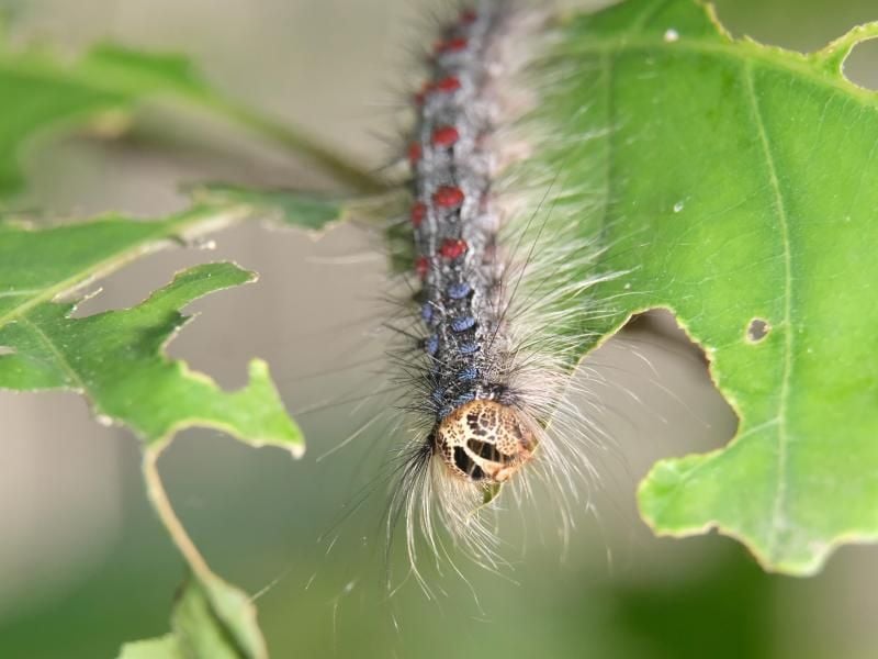 Die Raupe des Schwammspinners (Lymantria dispar) auf einem Blatt der Roteiche in einem Wald am Cospudener See südlich von Leipzig. Foto: Sebastian Willnow/Archiv