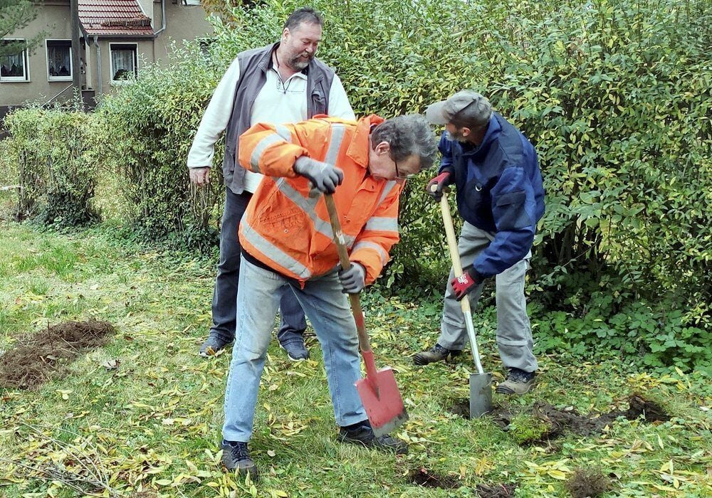 Harmut Sieland (l.) und Georg Henning pflanzen unter Hinweisen von Reinhard Frenzel die Sträucher.