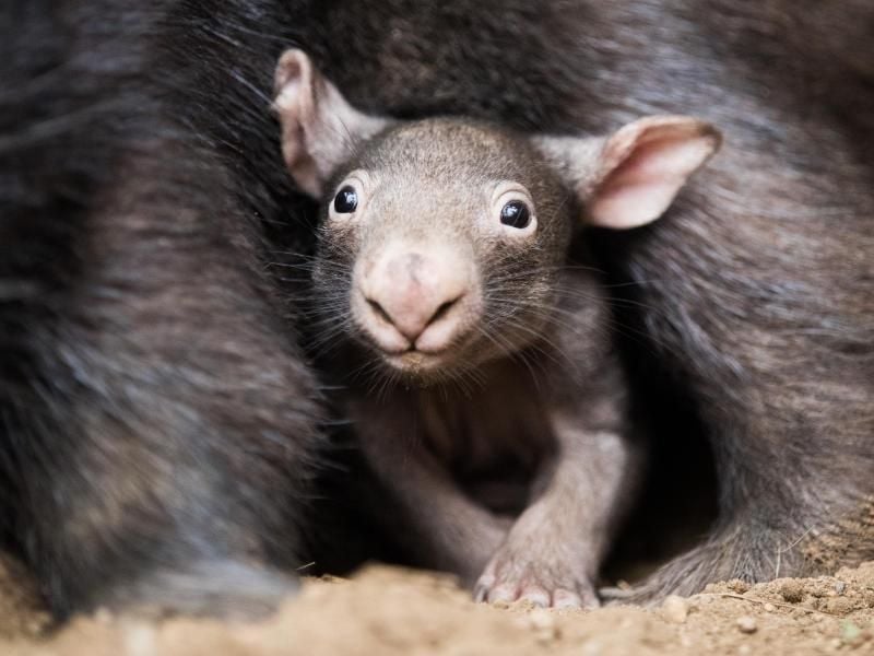 Der kleine Wombat Apari schaut aus dem Beutel seiner Mutter Tinsel. Auch er produziert wie alle Wombats würfelförmigen Kot. Foto: Rolf Vennenbernd
