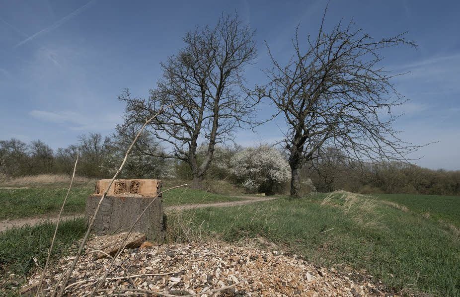An der Kreisstraße 1342 wurden zahlreiche Bäume gefällt.