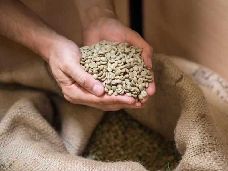 Der Sud der ungerösteten grünen Kaffeebohnen enthält weniger Koffein. Foto: Robert Günther