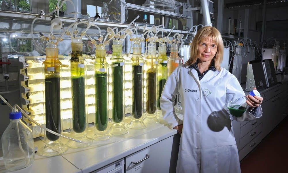 Die Algenforschung ist das Metier von Professorin Carola Griehl an der Hochschule Anhalt. Sie leitet den Fachbereich Angewandte Biowissenschaften und Prozesstechnik.