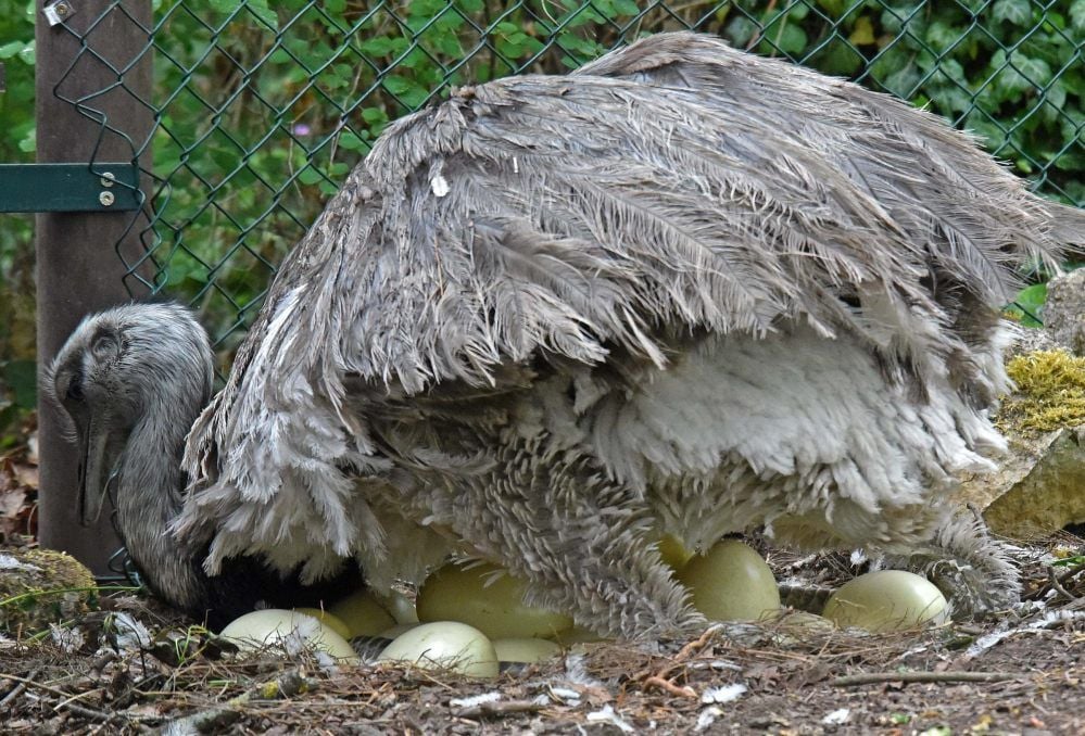 Der Nandu-Hahn im Ascherslebener Zoo kümmert sich sorgsam um die 16 Eier, die er ausbrütet.