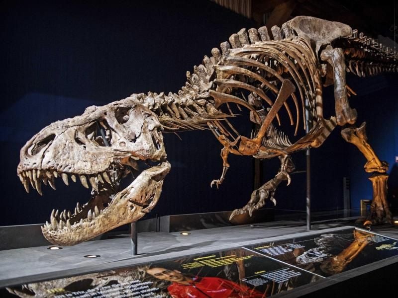 Der Tyrannosaurus Rex im Museum im niederländischen Leiden lebte vor ungefähr 66 Millionen Jahren. Foto: Marten Van Dijl