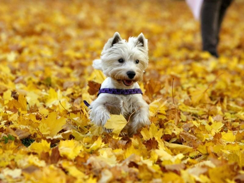 Verschluckt Bello etwa eine Kastanie, die im Herbstlaub liegt, kann das zum Darmverschluss führen. Foto: Daniel Karmann/dpa/dpa-tmn