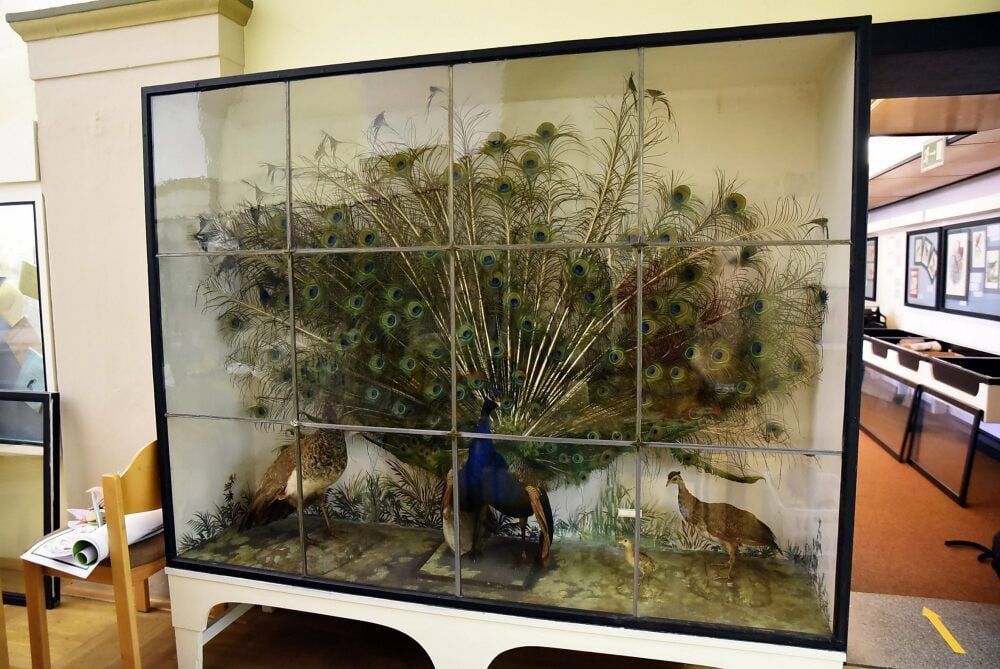 Der Auszug dieser Vitrine wird besonders schwierig.