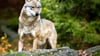 Nicht nur ein, sondern gleich zwei Wölfe wurden jetzt in der Altmark nachgewiesen.