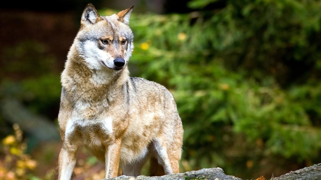 Nicht nur ein, sondern gleich zwei Wölfe wurden jetzt in der Altmark nachgewiesen.