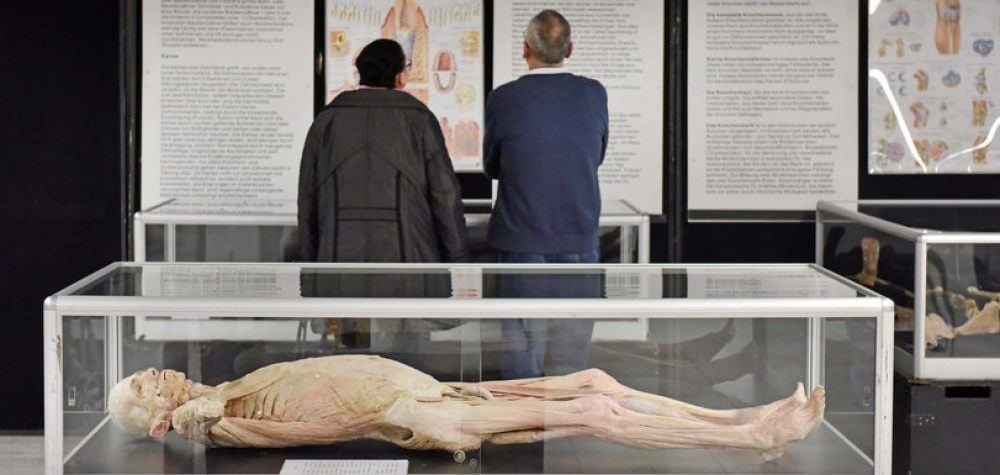 In Vitrinen liegen plastinierte Körper. Das Foto entstand, als die Ausstellung in Bitterfeld-Wolfen gastierte.